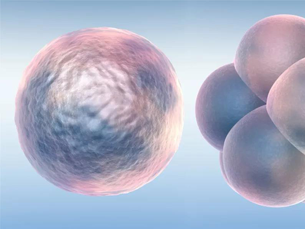8个胚胎养囊一般能成功3~5个