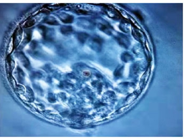 鲜胚是发育到第三天的胚胎