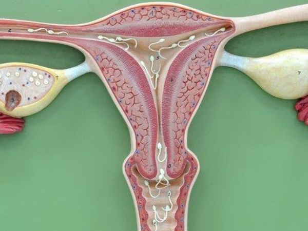 月经之前才移植囊胚是为了方便确认子宫内膜状态