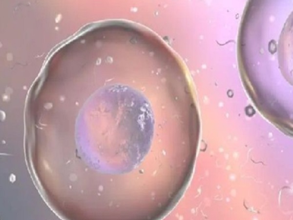 移植4ab囊胚有可能分裂成双胞胎