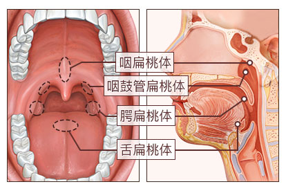 扁桃体的部位图片