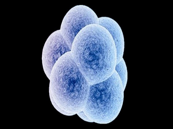 9细胞的发育比7细胞胚胎更快