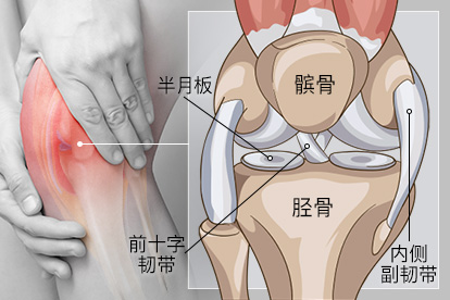 膝盖疼痛部位