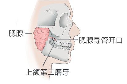 腮腺导管口位置