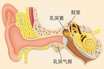 乳突窦位置图片