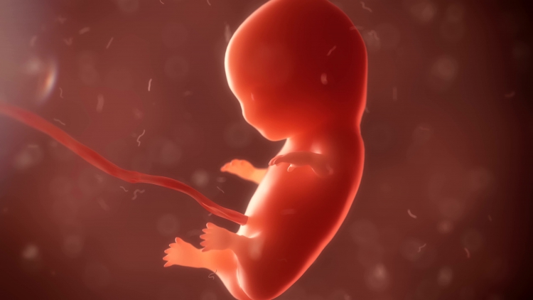 六个月胎儿胎动情况详解